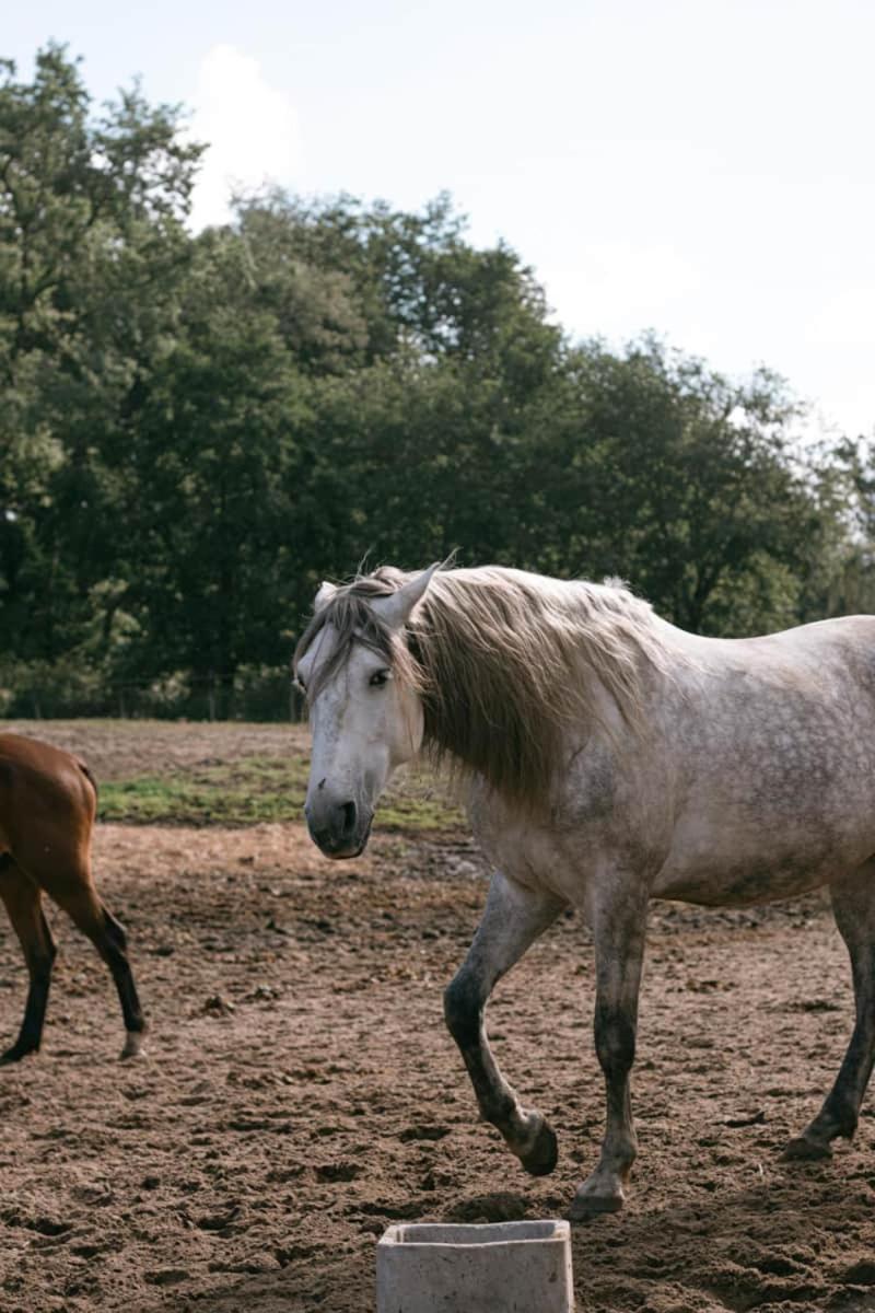 Roulottes Cocooning Au Coeur Des Landes Mées Exterior foto
